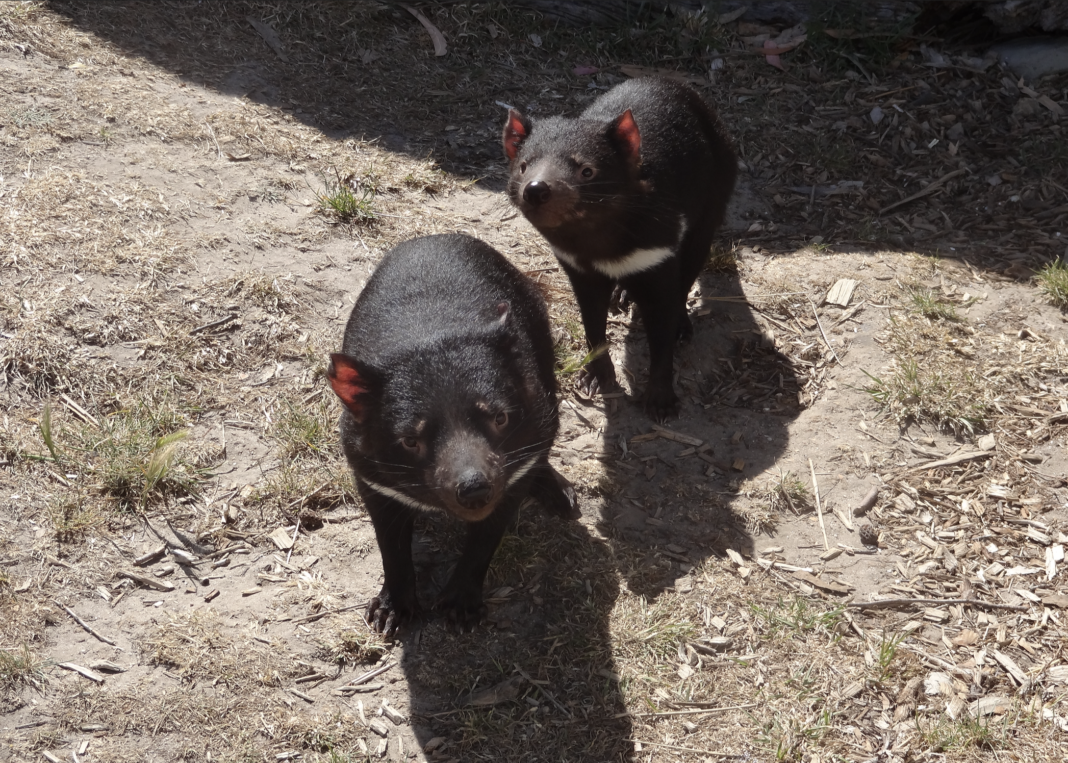 Tasmanian Devils
